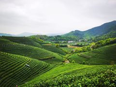 -龙坞茶村