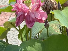 -莲花池公园