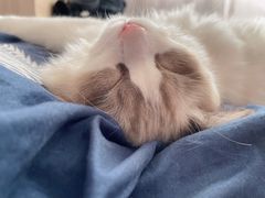 -猫大福·Fortune Cat猫舍(百子湾店)