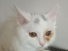 -萌兽医馆·犬猫专科·眼科中心·宠物医院(朝阳门分院)