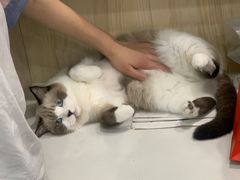 -安安宠医·安宠宠物医院