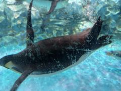 -帝企鹅自助餐厅•儿童岛•真企鹅(长隆企鹅酒店)