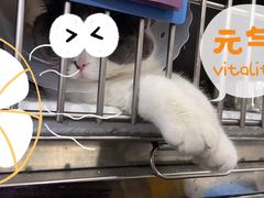 -宠爱国际动物医院·疑难骨科·心肾内科·皮肤科(太阳宫店)