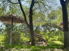 -北京野生动物园