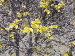 -群力丁香公园