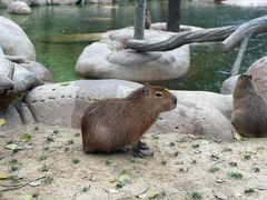 -北京野生动物园