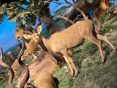 -国家自然博物馆