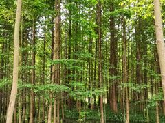 -桤木河湿地公园