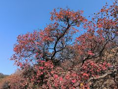 -北京西山国家森林公园