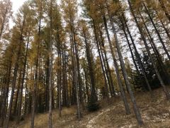 -塞罕坝国家级自然保护区