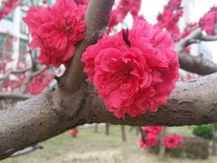 -松山湖梦幻百花洲