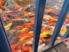-南湖梦幻岛