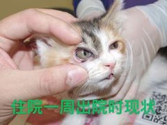 -萌兽医馆·犬猫专科·眼科中心·宠物医院(朝阳门分院)
