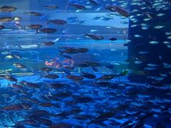 -瑞普利水族馆