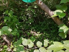 -黑龙江省森林植物园