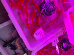 -双季花艺园艺市场(浦东店)