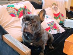 -more than meow吴止猫主题餐厅(承德 中船汇店)