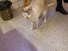 -龚海宝· 烧烤· 羊肉原切挂糊更好吃(庄市店)