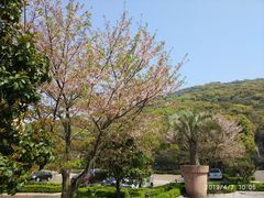 -平湖九龙山庄园圣马可酒店
