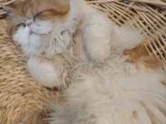 -Cappucimeow猫咪咖啡馆(韦伯时代店)