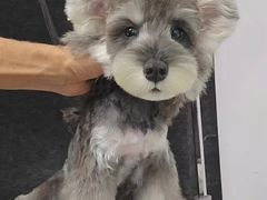 -翊宠yipet猫狗购宠庄园犬舍•猫舍