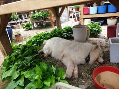 -三圣花乡旅游区