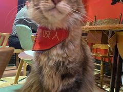 -猫色咖啡·猫咖
