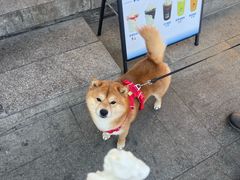 -宠福鑫动物医院(城北分院)