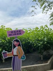 -太湖雪蚕桑文化园