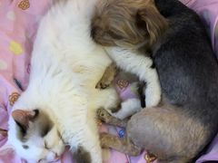 -Bastet sally猫舍购宠(静安店)