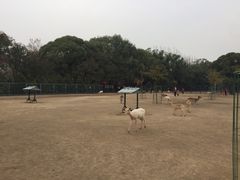 -北京麋鹿生态实验中心