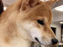 -豆柴町-柴犬主题狗咖(红鼎国际C座店)