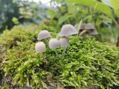 -南山植物园