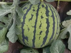 android_upload_pic-庞各庄翠芳园西瓜蔬菜基地采摘园
