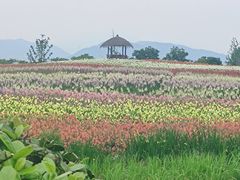 -径山花海