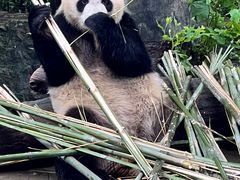 -都江堰中华大熊猫苑