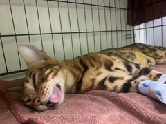 -瑞鹏宠物医院·骨科·猫科·内科(第一中心)