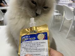 -喵的天空名猫咖啡馆·撸猫·猫舍·用品