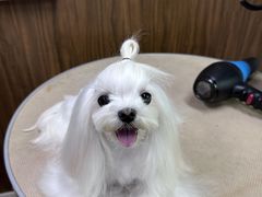 -鑫艺宠物美容培训学校