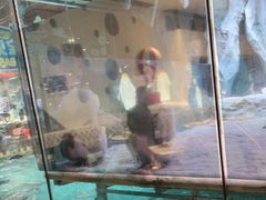 -帝企鹅自助餐厅•儿童岛•真企鹅(长隆企鹅酒店)