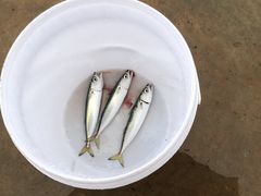 -阿军排档·烧烤