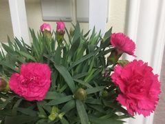 -金科花卉市场