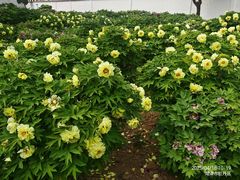 -曹州百花园