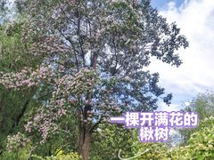 -莲花池公园
