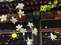 -白家大院·王府宫廷菜(苏州街店)