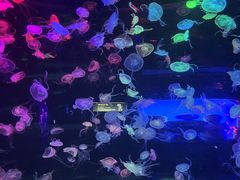 -合肥海洋世界