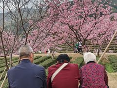 -灵光寺