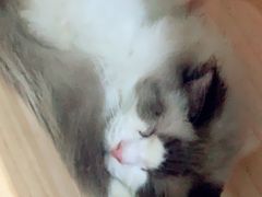 -李小姐の猫咖啡馆(五角场店)