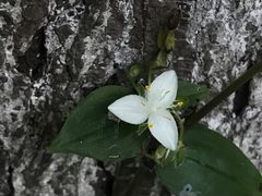 -黔灵山公园