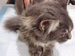 -萌兽医馆·犬猫专科·眼科中心·宠物医院(朝阳门分院)